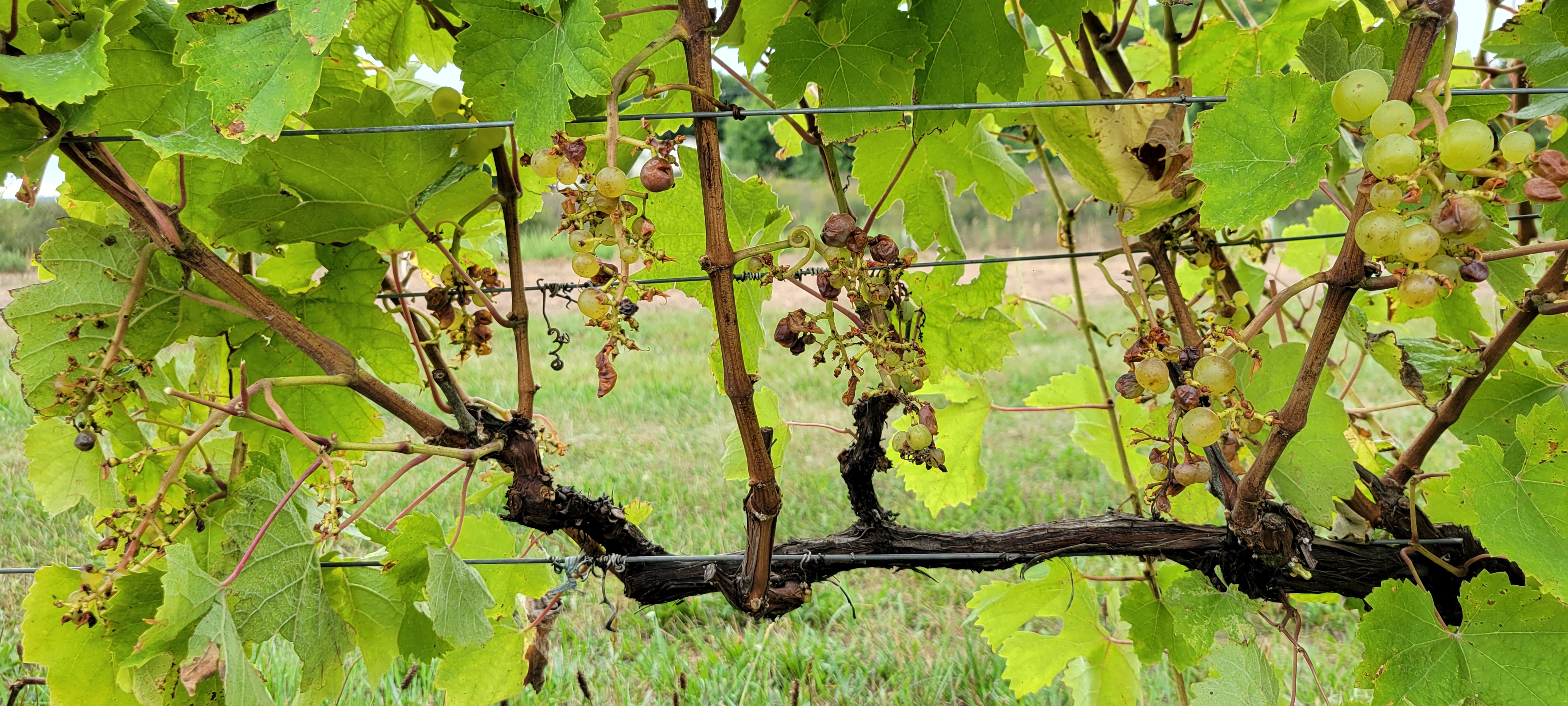 Grapes hanging from a vine that have been damaged from bird feeding.